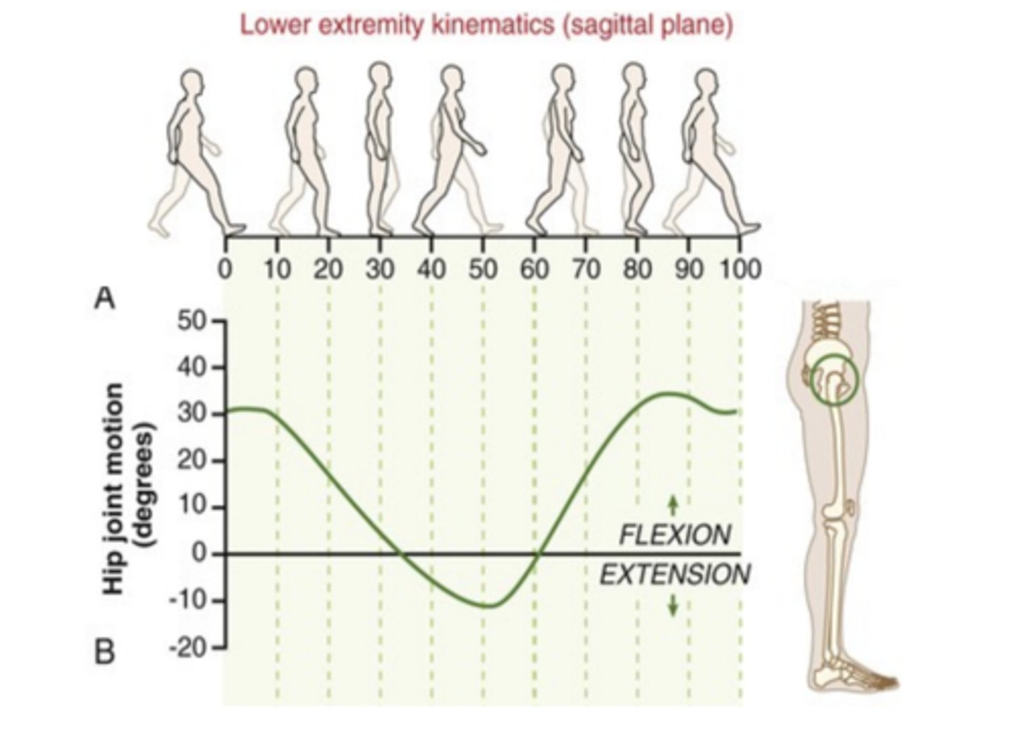 <p>flexed 30 degrees at heel contact</p><p>extended 10 degrees before toe off</p>