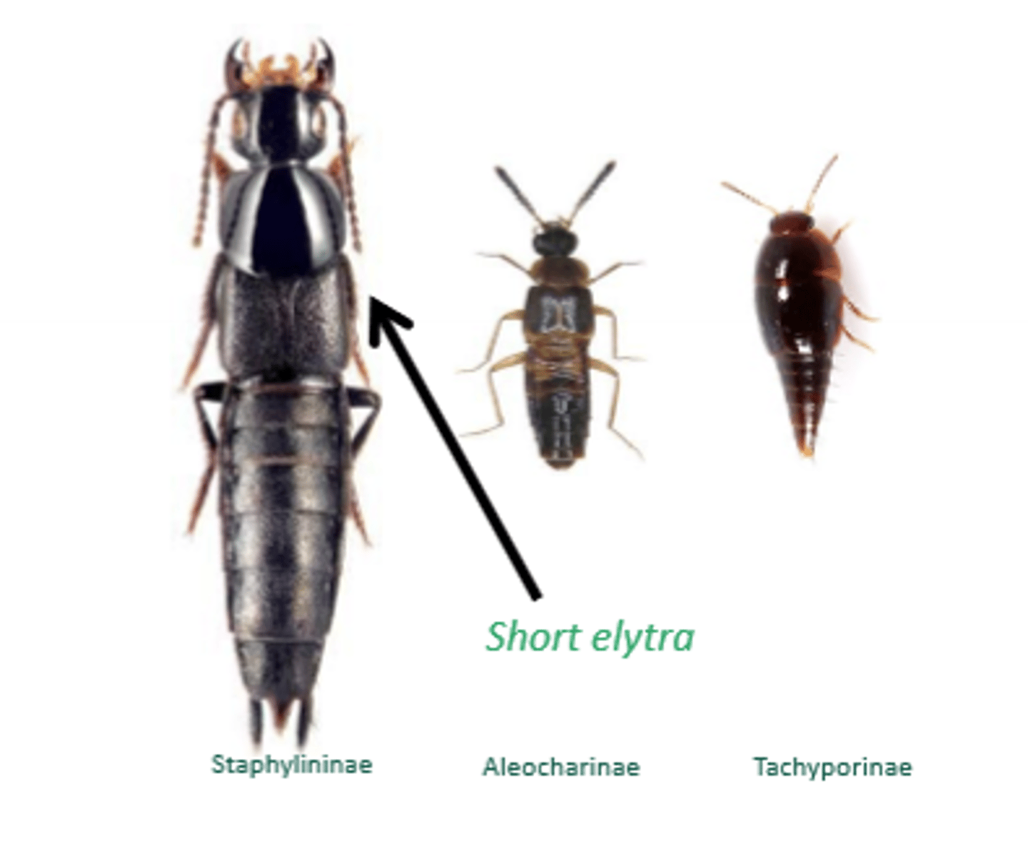 <p>Rove beetles</p>