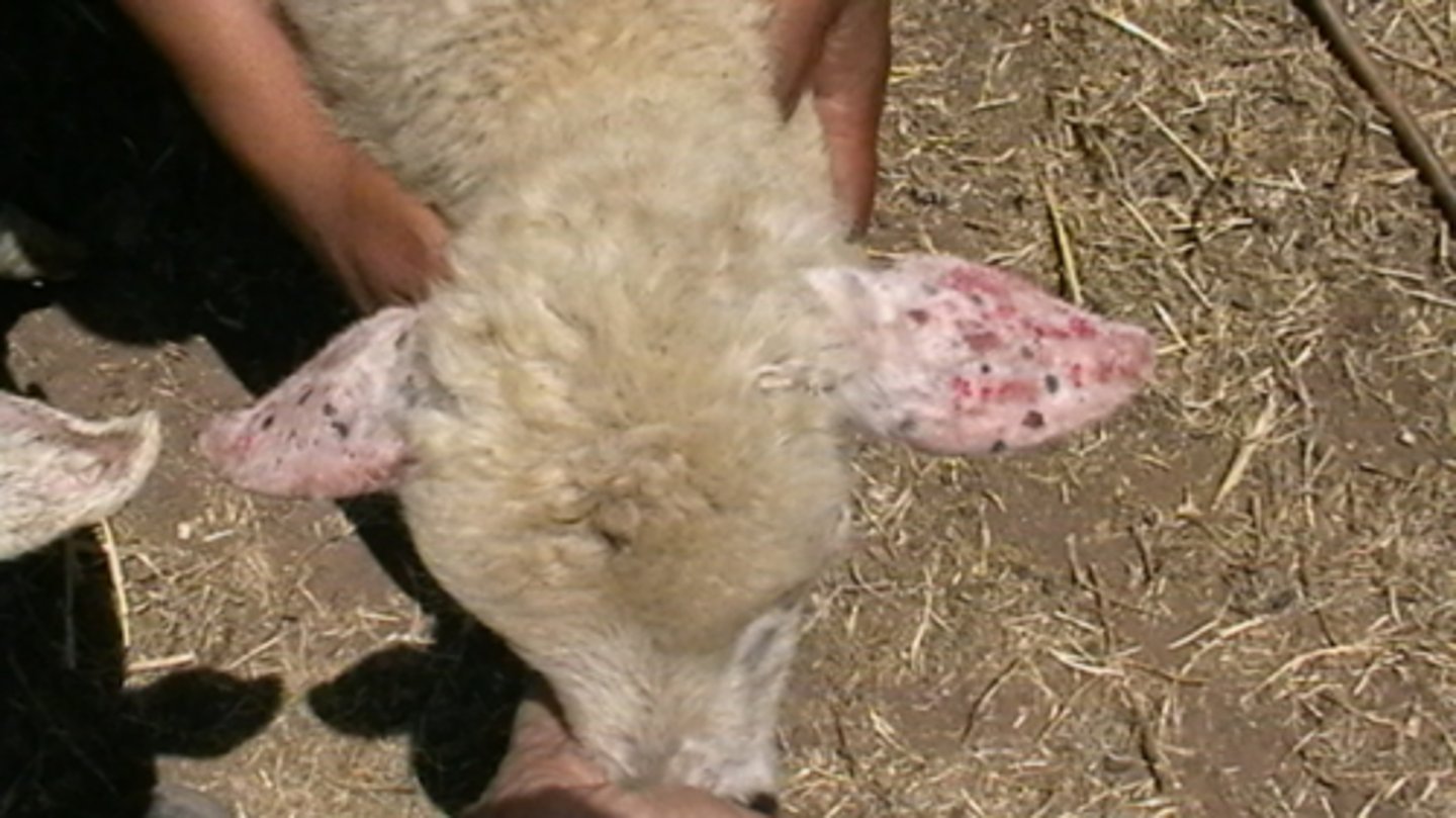 <p>What is this an example of?</p>