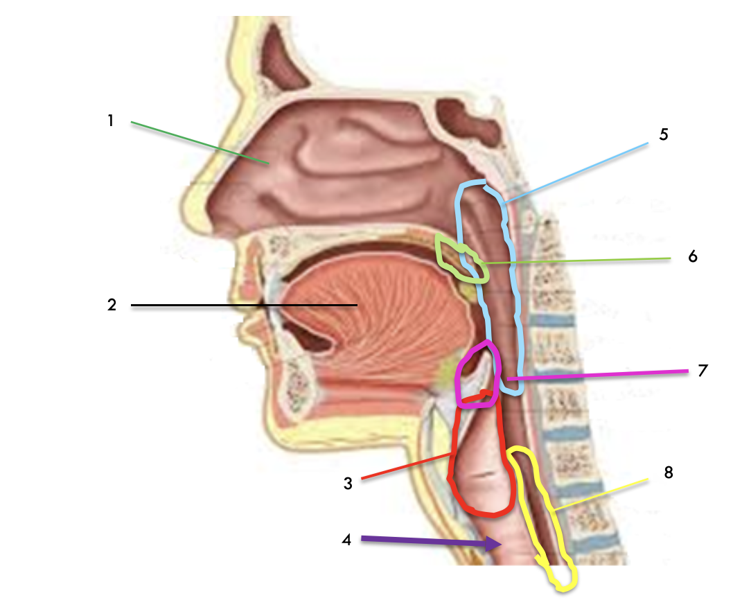 <p>Identify the structures: 1-8</p>
