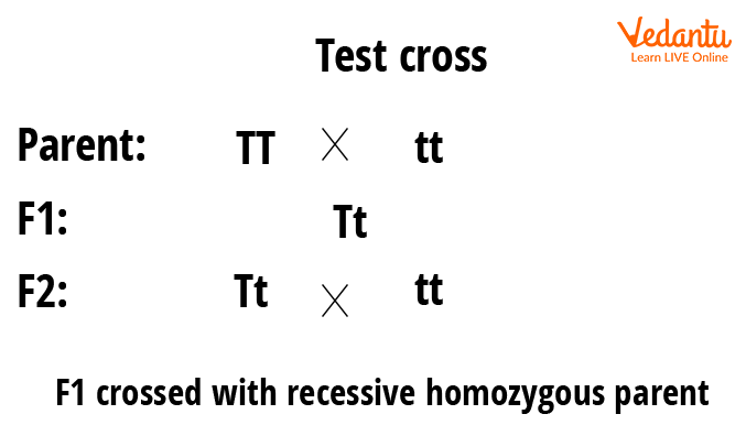 <p>Genetic crosses where organisms with dominant allele-produced phenotypes are crossed with homozygous recessive-phenotype ones to determine the genotype of the dominant phenotype organism.</p>