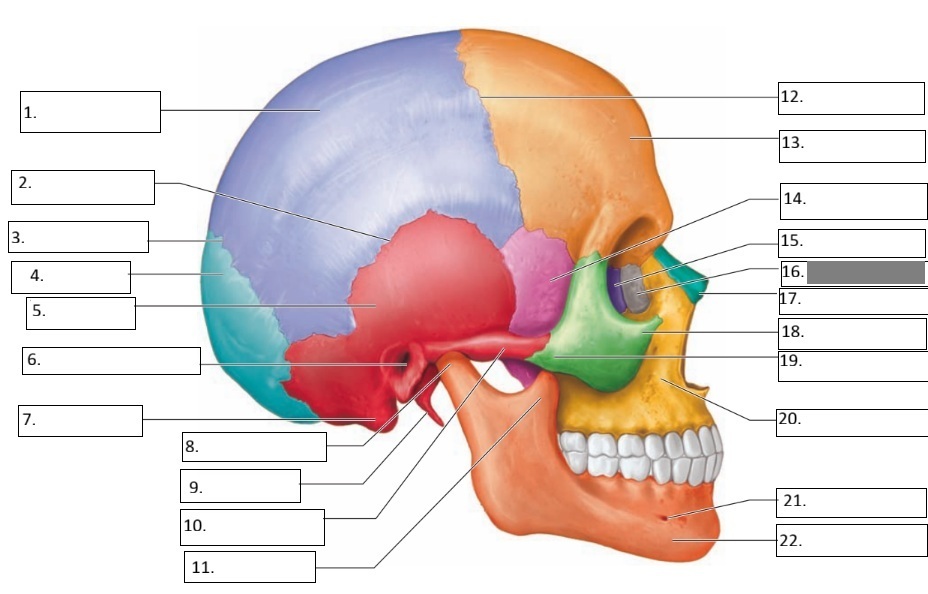 <p>16</p>