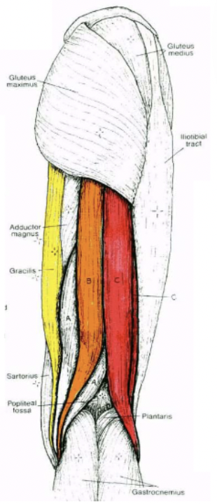 <p>another muscle that works with the knee joint; any one of the three posterior thigh muscles in human anatomy between the hip and the knee: from medial to lateral, the gracilis, semitendinosus and biceps femoris. Also flexors of the knee joint</p>