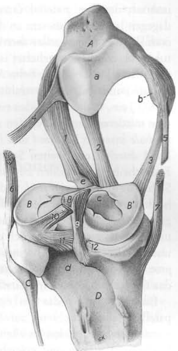 <p>Nomme les différents ligaments (Pfd) Caudal</p>