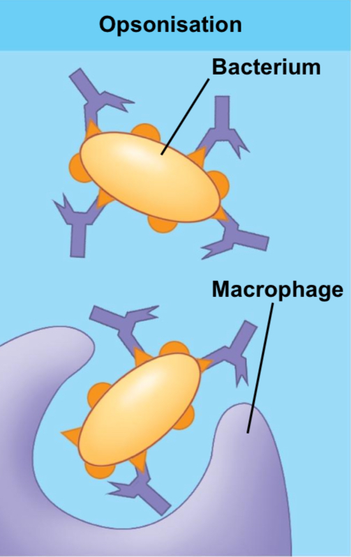 <p>Tags pathogens to make them tasty to phagocytes ('Eat me!').</p>