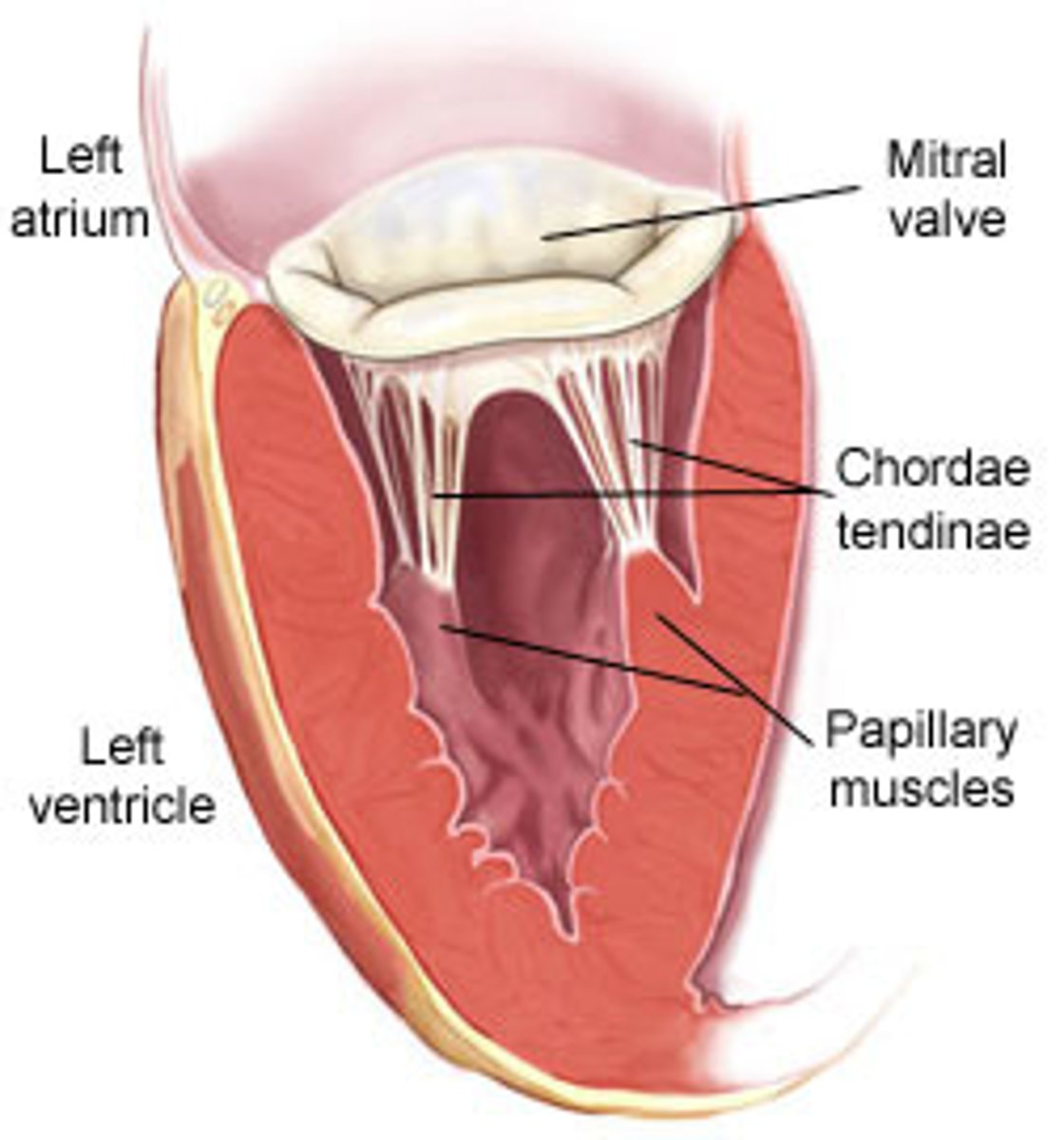 <p>conical muscular projections, with base on the ventricular wall</p><p>-Anterior: largest and most prominent, arises from anterior wall and attaches to anterior and posterior cusps</p><p>-Posterior: arises from inferior wall and attaches to posterior and septal cusps</p><p>-Septal: arises from interventricular septum and attaches to anterior and septal cusps</p>