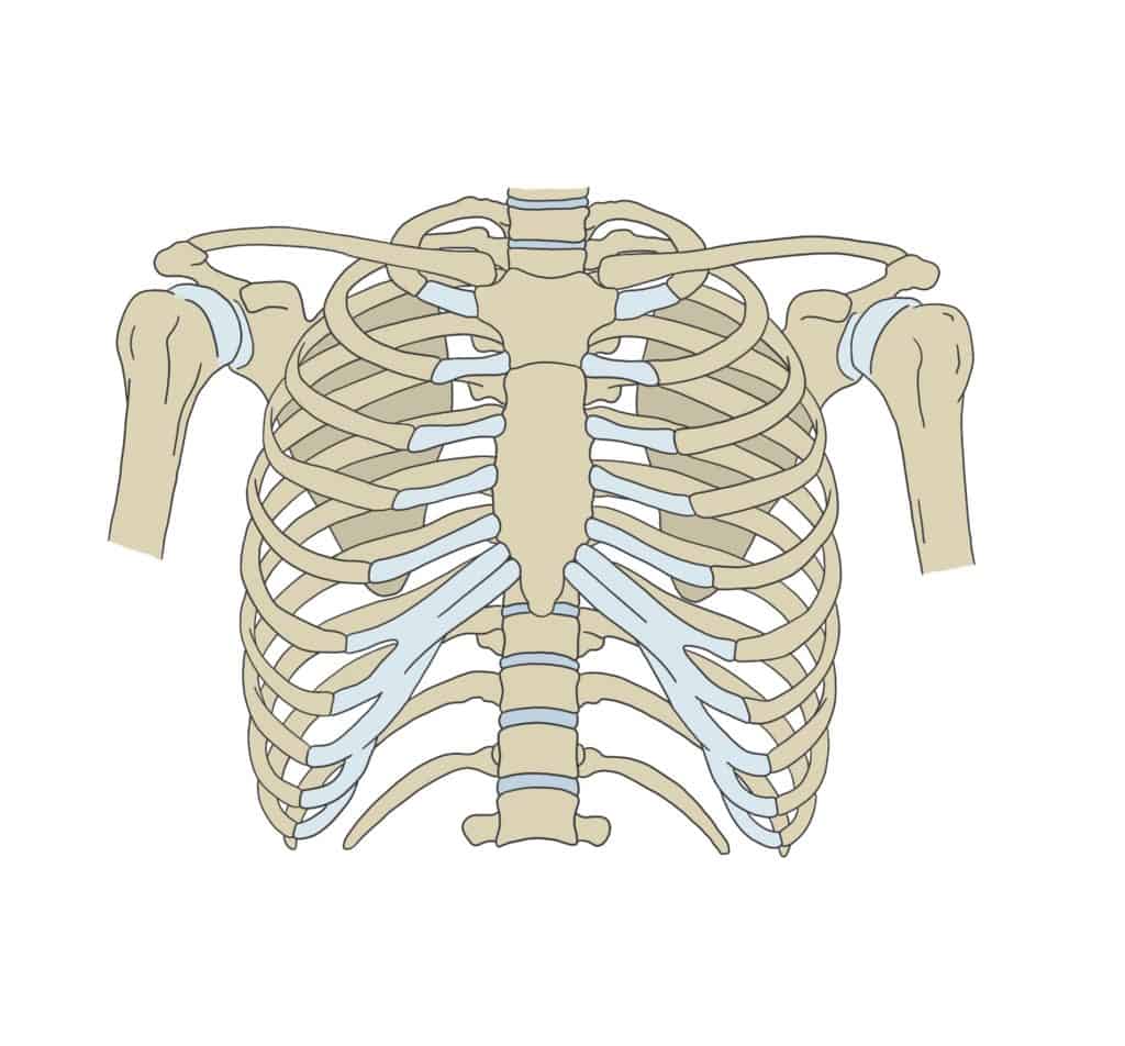 <p>ribs 8-10</p>