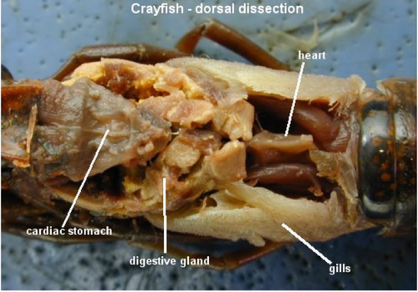 <p>stomach: digestion</p>