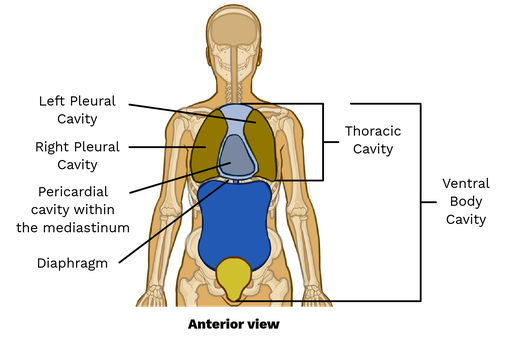 <p>The part of the ventral cavity located above the diaphragm, containing the lungs and heart. </p>