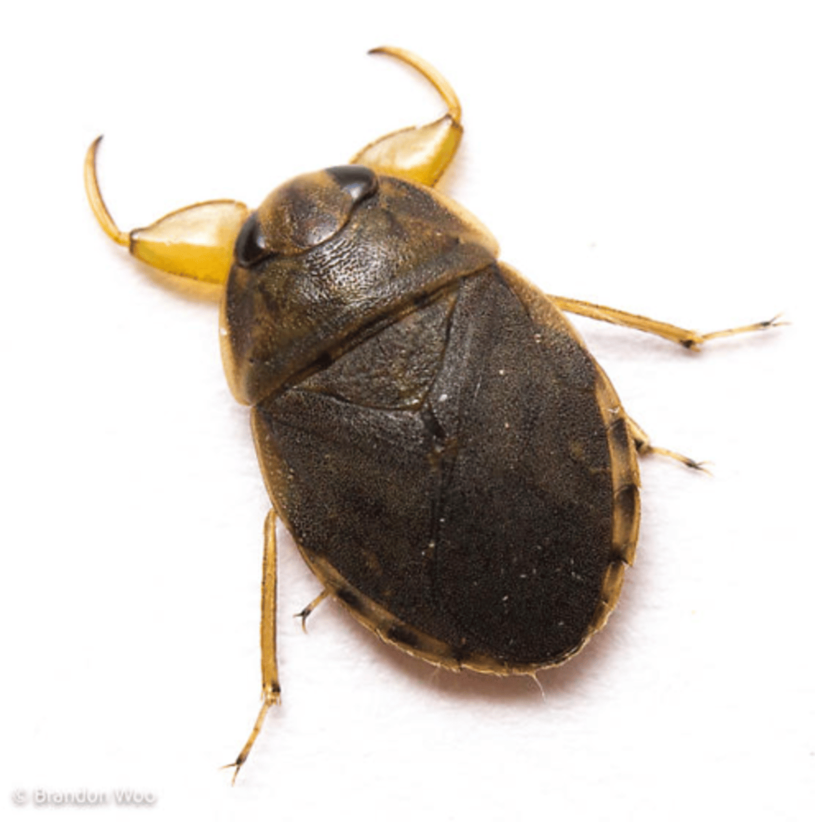 <p>Creeping water bugs</p>