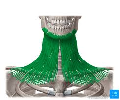 <p>broad thin muscle covering anterior neck region [depress mandible, pulls lower lip, neck wrinkles] <em>origin: deltoid and pactoralis major, Insertion: into skin over superior border of mandible</em></p>