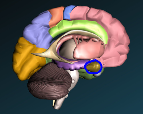 the two almond-shaped nerve clusters in the limbic system believed to be responsible for fear and aggressive responses