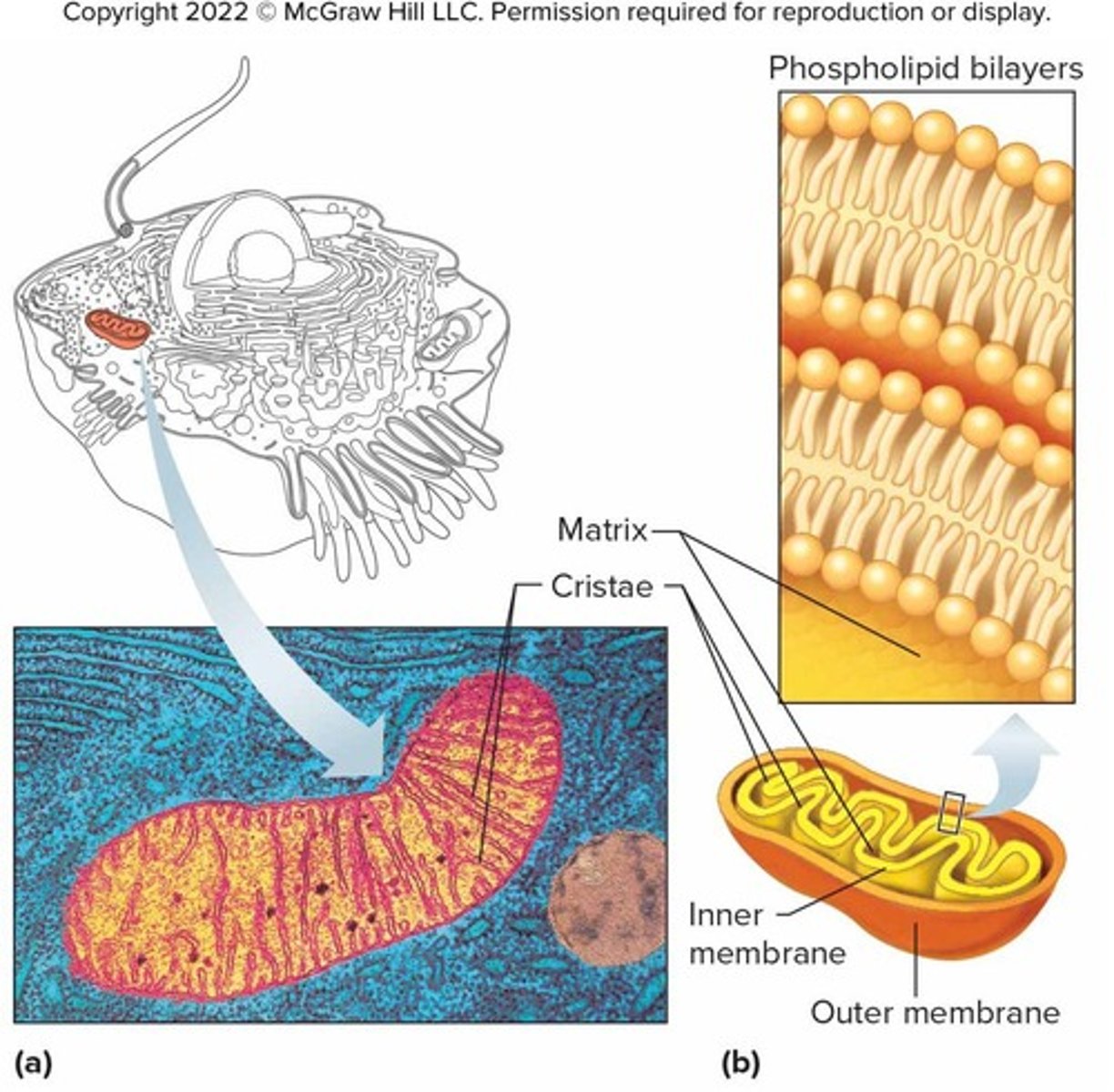 <p>They are known as the 'powerhouse of the cell' and house chemical reactions that extract energy from nutrients.</p>