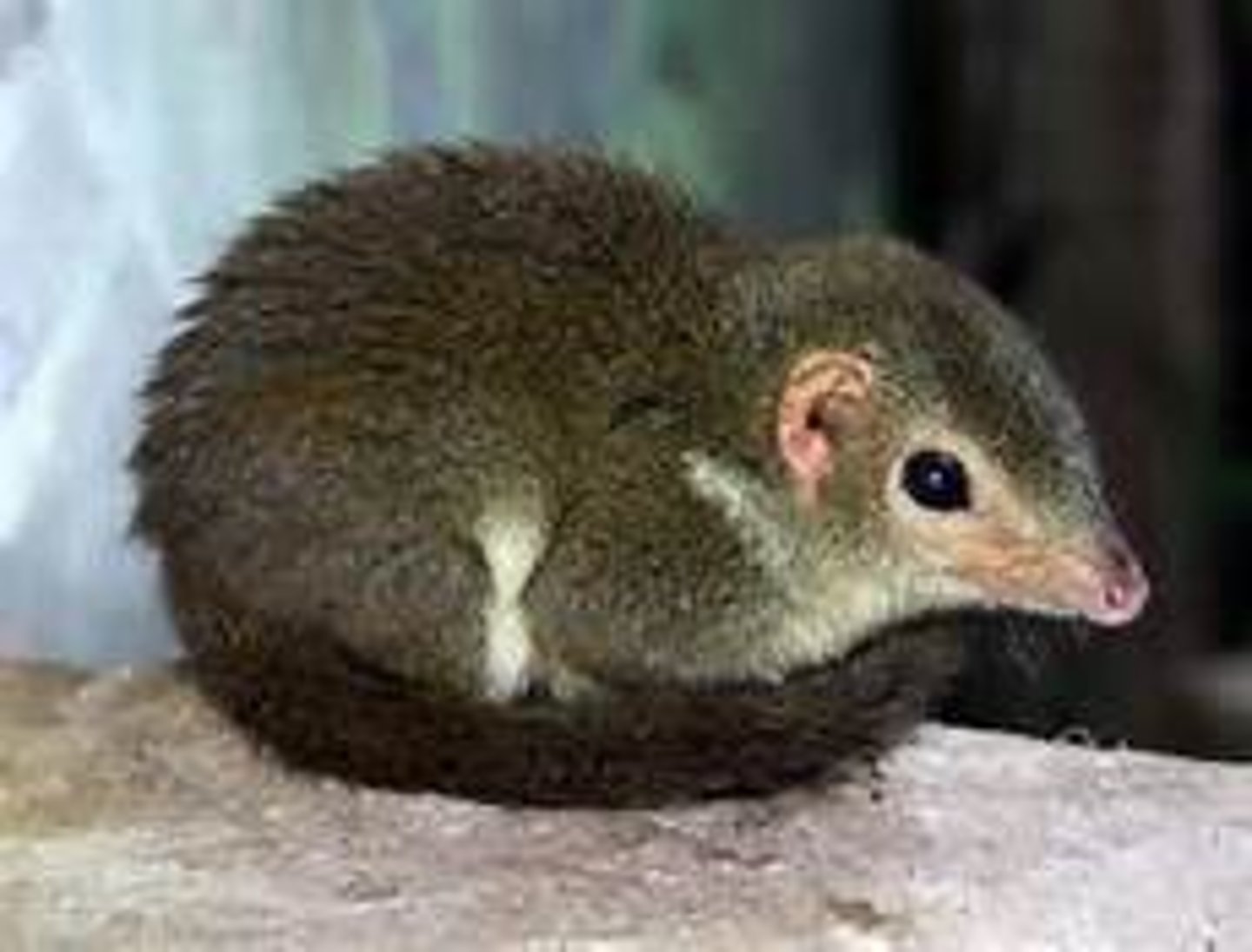 <p>Ordinary treeshrews</p>