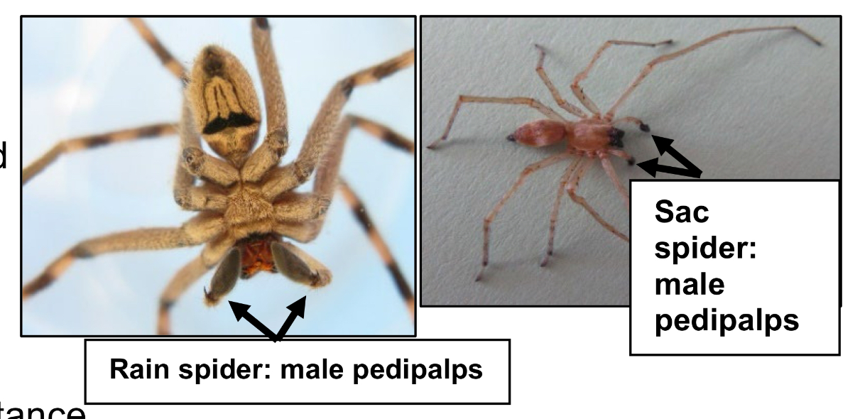 <p>What do pedipalps function as in the order araneae</p>