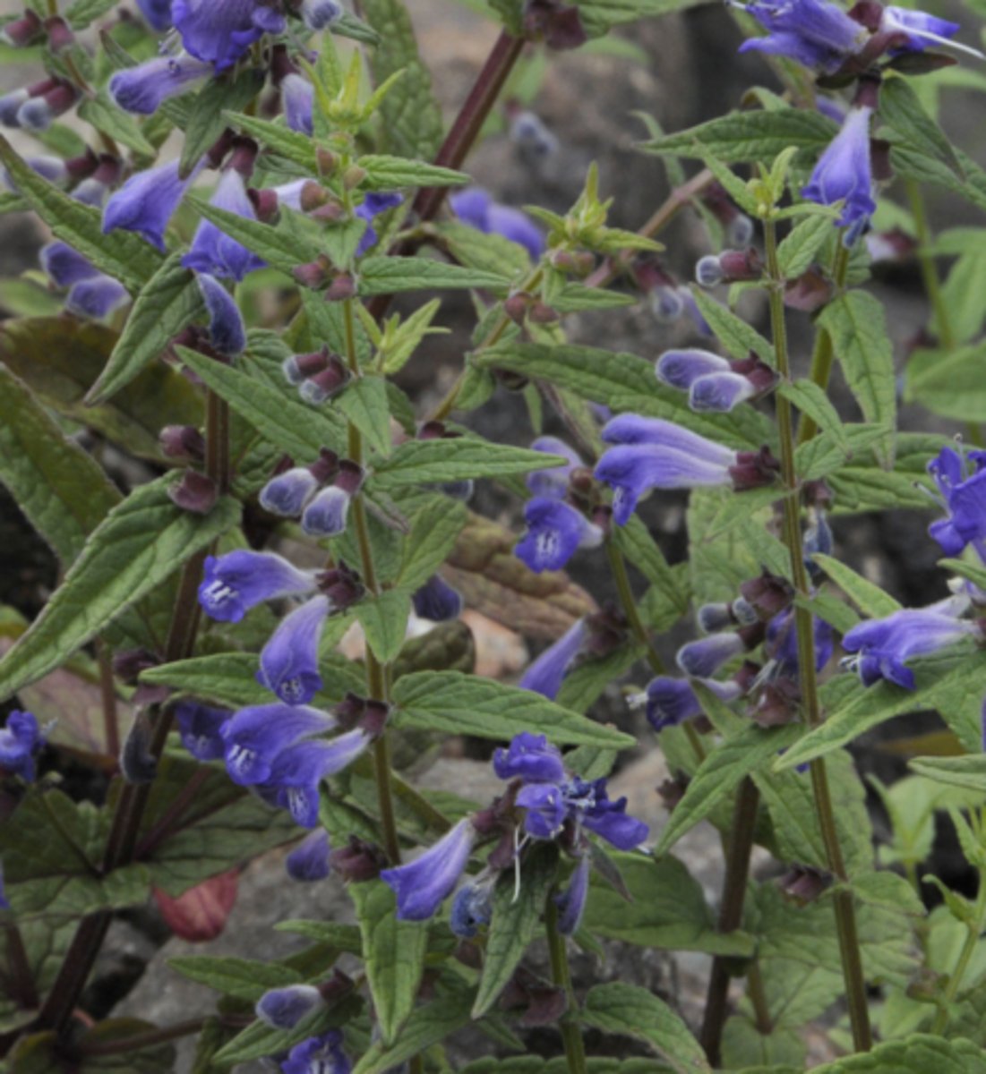 knowt flashcard image