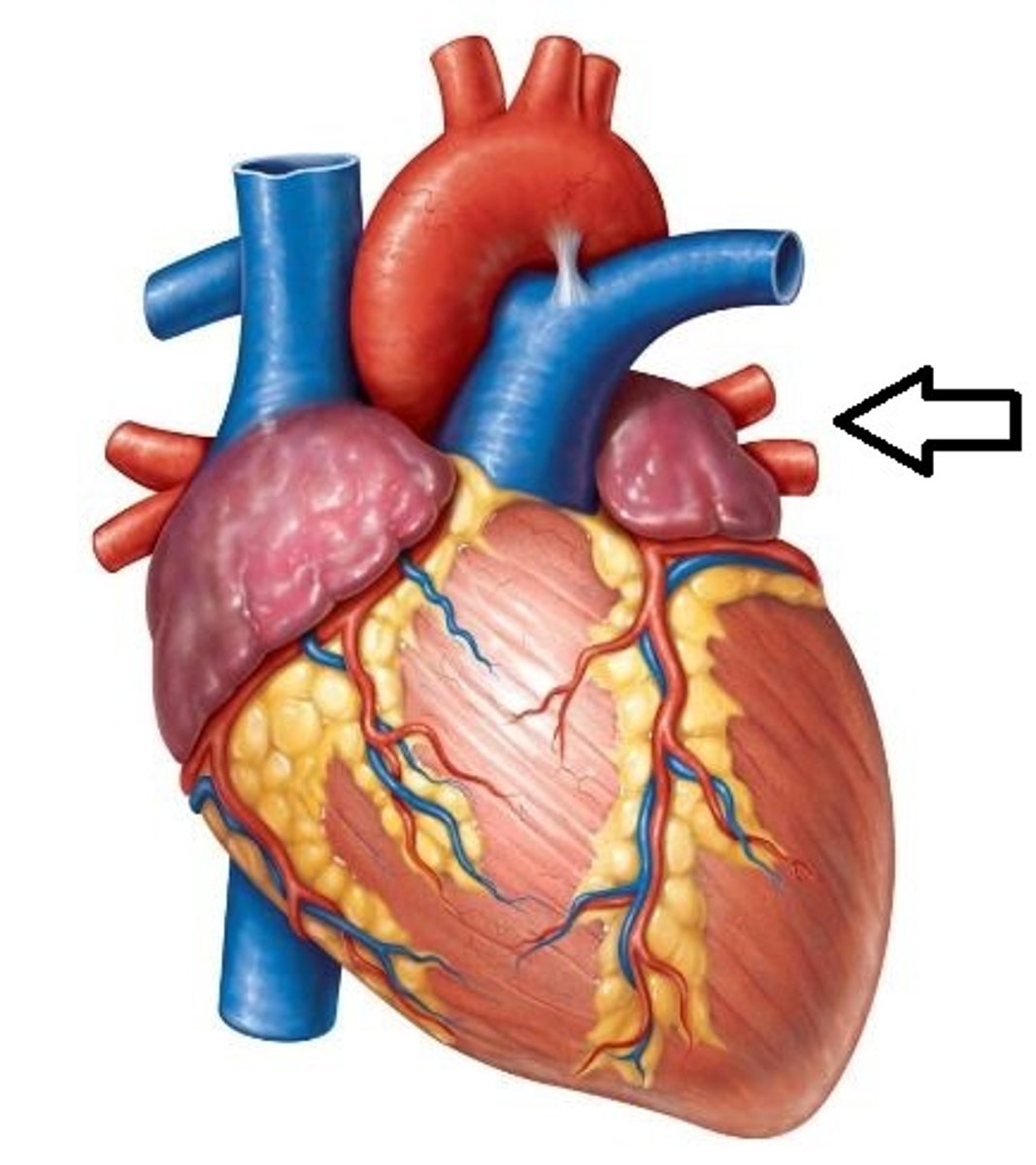 <p>Veins that carry oxygenated blood from the lungs to the left atrium of the heart.</p>