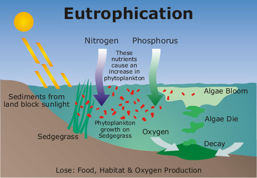 Land runoff is accelerated and more nutrients such as phosphates and nitrate are supplied to lakes and rivers, and then to coastal estuaries and bays
