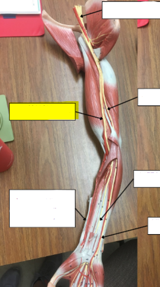 <p>what nerve is highlighted in yellow?</p>