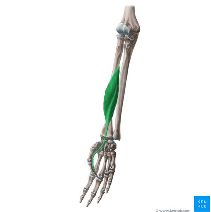 knowt flashcard image