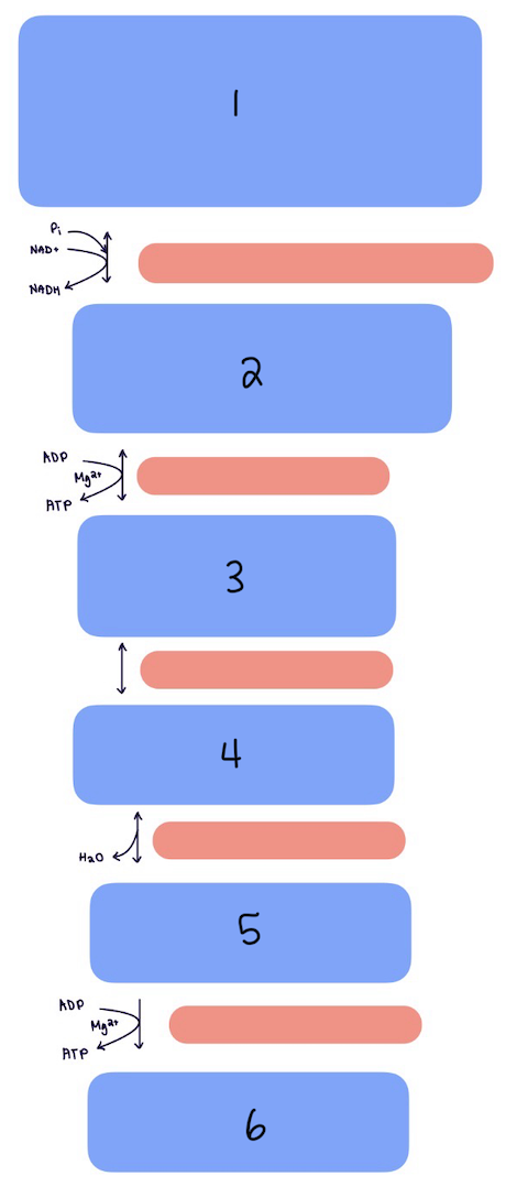 <p>Which option shows the correct order of intermediates in glycolysis Phase 2?</p>