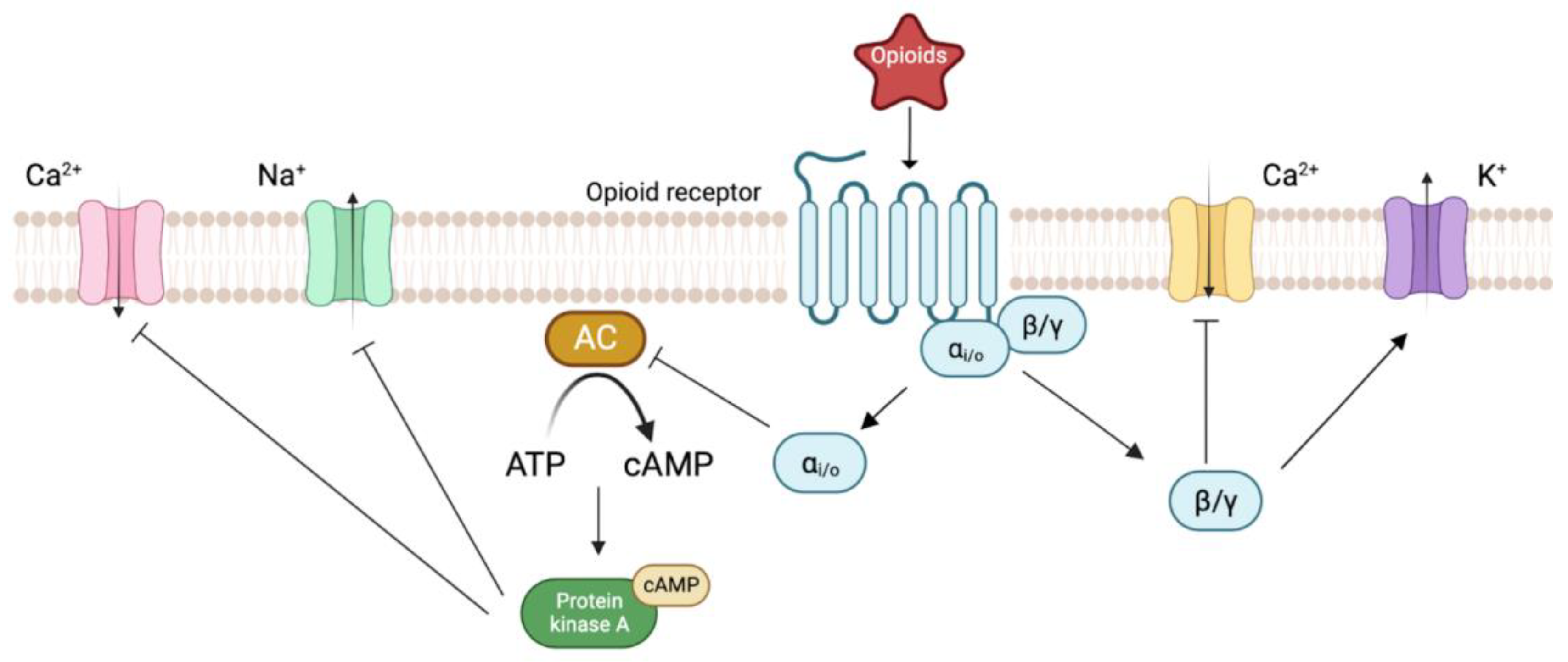 <p>AC normally converts <strong>ATP</strong> into <strong>cyclic AMP (cAMP)</strong>, a secondary messenger.</p>