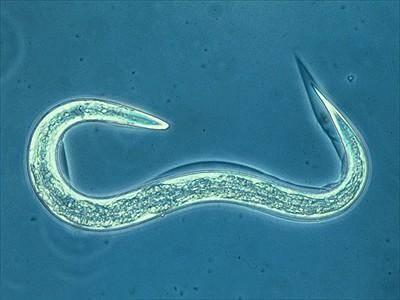 <p>exist everywhere. parasites of plants and animals or free living. have <strong>external cuticle</strong> that is shed during growth and secreted by <strong>hypodermis. </strong>syncytial cells with nucleus below surface are gathered together into hypodermal cord</p><p>only have longitudinal muscles so can whip by shortening and relaxing them</p>