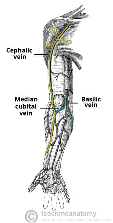 <p>a large superficial vein</p>