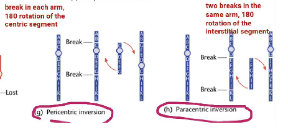<p>2. Inversions</p><p class="ds-markdown-paragraph">An inversion occurs when a segment of a chromosome is reversed end-to-end. The genetic material is present, but the order is flipped.</p><ul><li><p class="ds-markdown-paragraph"><strong>Paracentric Inversion:</strong> The inverted segment does <strong>NOT</strong> include the centromere. (Remember: <strong>Para</strong>centric = <strong>Para</strong>llel to the centromere, but not including it).</p></li></ul><p class="ds-markdown-paragraph">para= beside the centromere, not including it</p><ul><li><p class="ds-markdown-paragraph"><strong>Pericentric Inversion:</strong> The inverted segment <strong>DOES</strong> include the centromere. (Remember: <strong>Peri</strong>centric = around the <strong>Peri</strong>meter, including the centromere).</p></li></ul><p class="ds-markdown-paragraph">peri= including the centromere.&nbsp;</p><p></p>