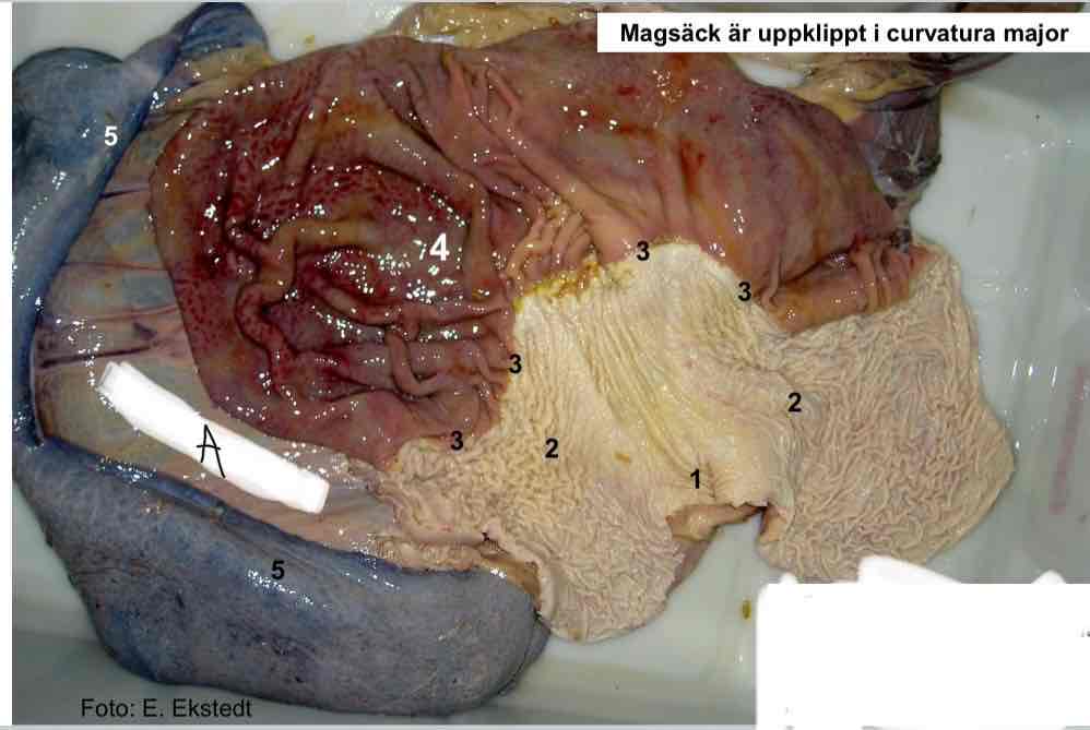 <p>Kutan slemhinna, upptar saccus cecus ventriculi, pars cardiaca och angränsande corpus ventriculi nr 2</p>