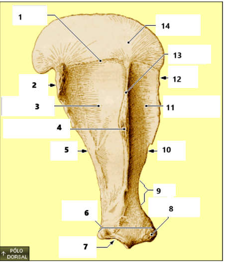 <p>11</p>