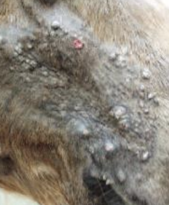 <p>What type of sarcoid is shown?</p>