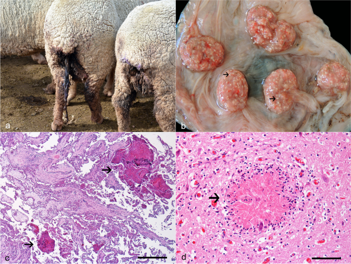 <ul><li><p>Toxoplasma is a protozoa with LC completed in cats</p></li><li><p>White foci in cotyledons, leukoencephalomalacia </p></li></ul><p></p>