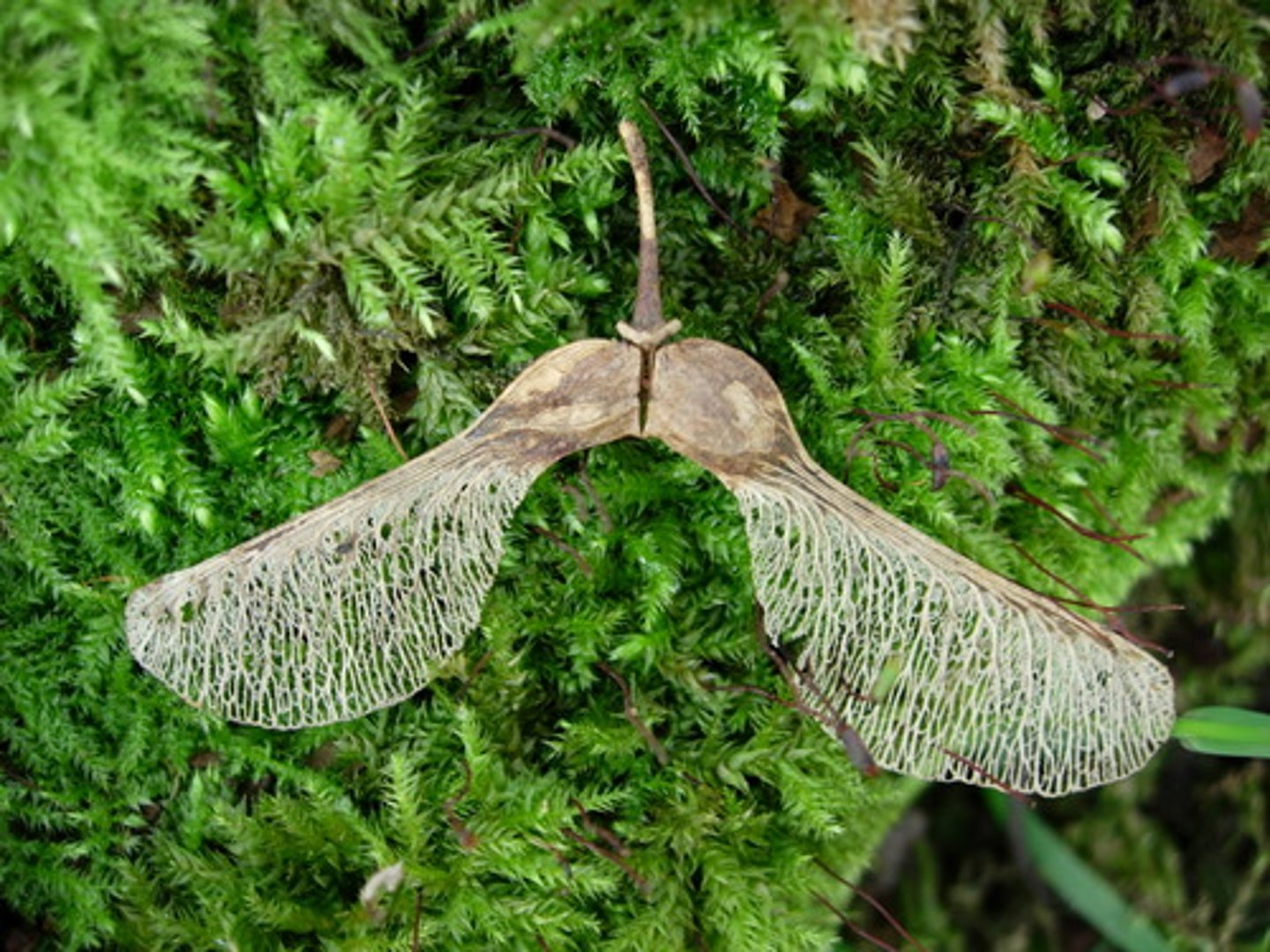 <p>(Indehiscent Fruit) pericarp creates wings</p><p>EX: maple</p>