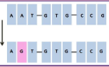 <p>Switching a nucleotide for another</p><p>Types:</p><p>Silent - No change in AA sequence</p><p>Nonsense - changes sequence into a stop codon</p><p>Missense - changes the Amino Acid</p>