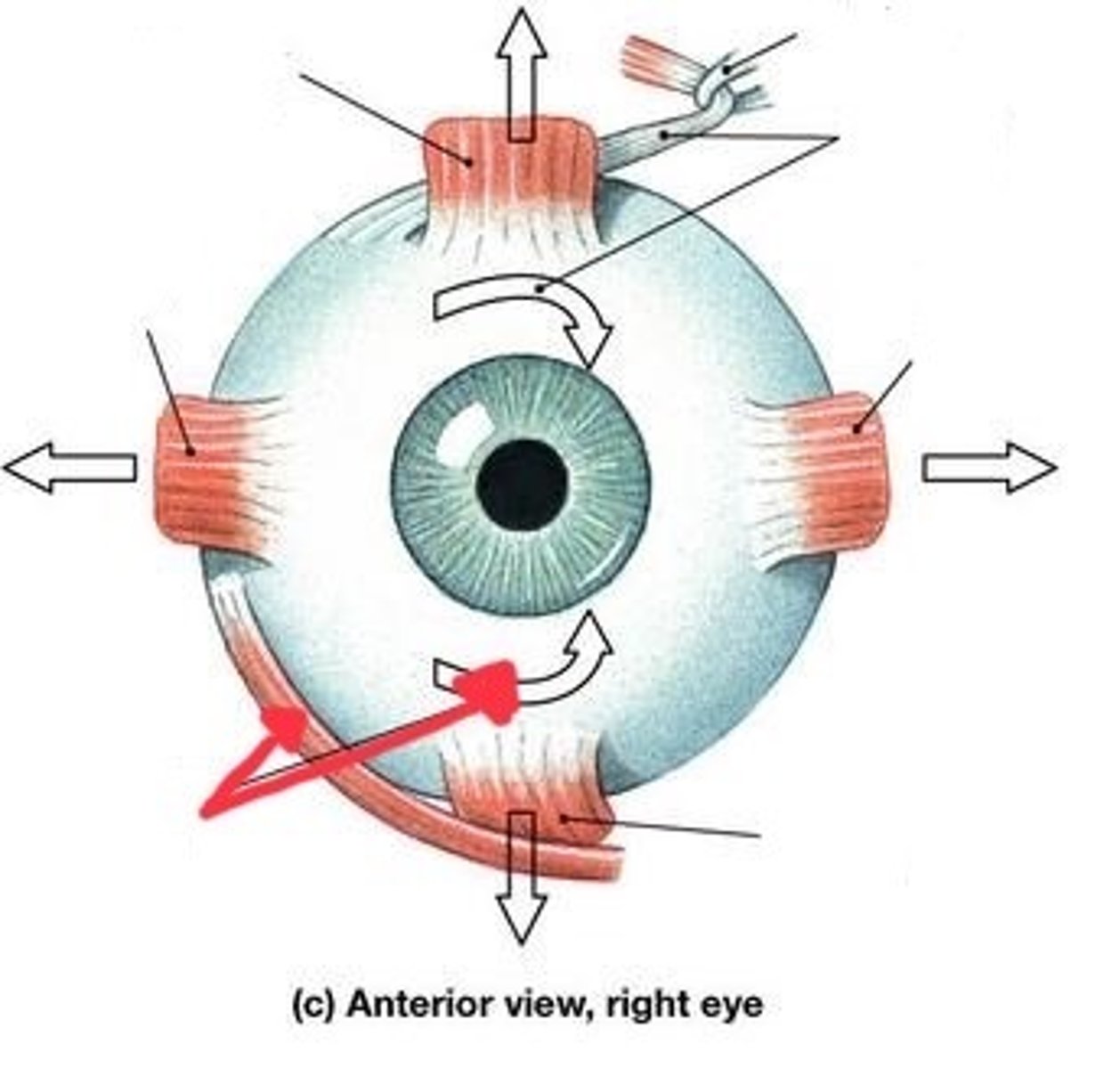knowt flashcard image