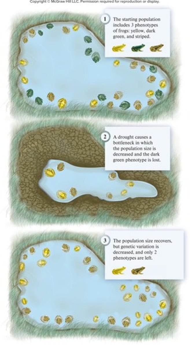 <p>A type of genetic drift that occurs when a small group of individuals establishes a new population.</p>