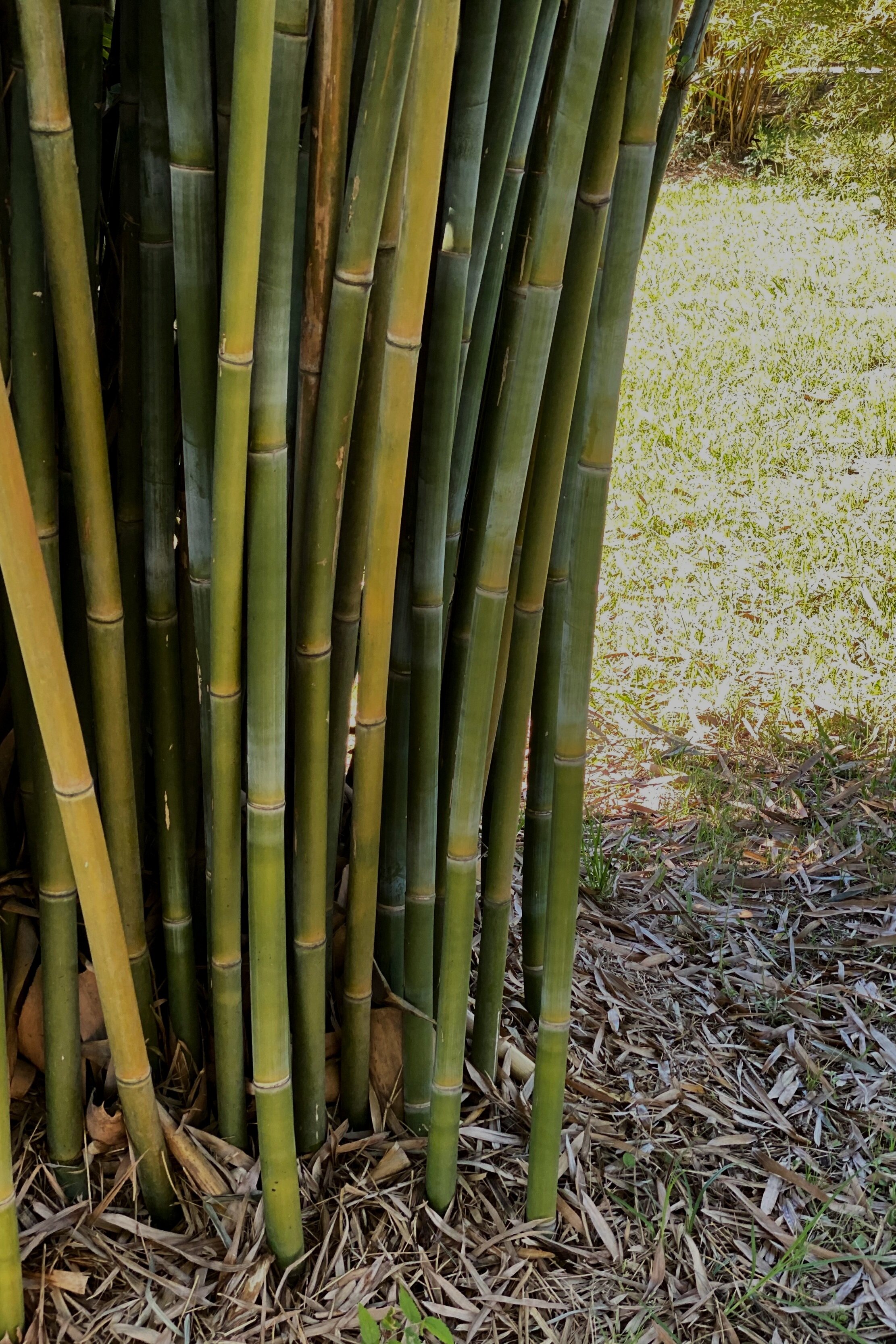 <p>Bamboo</p>