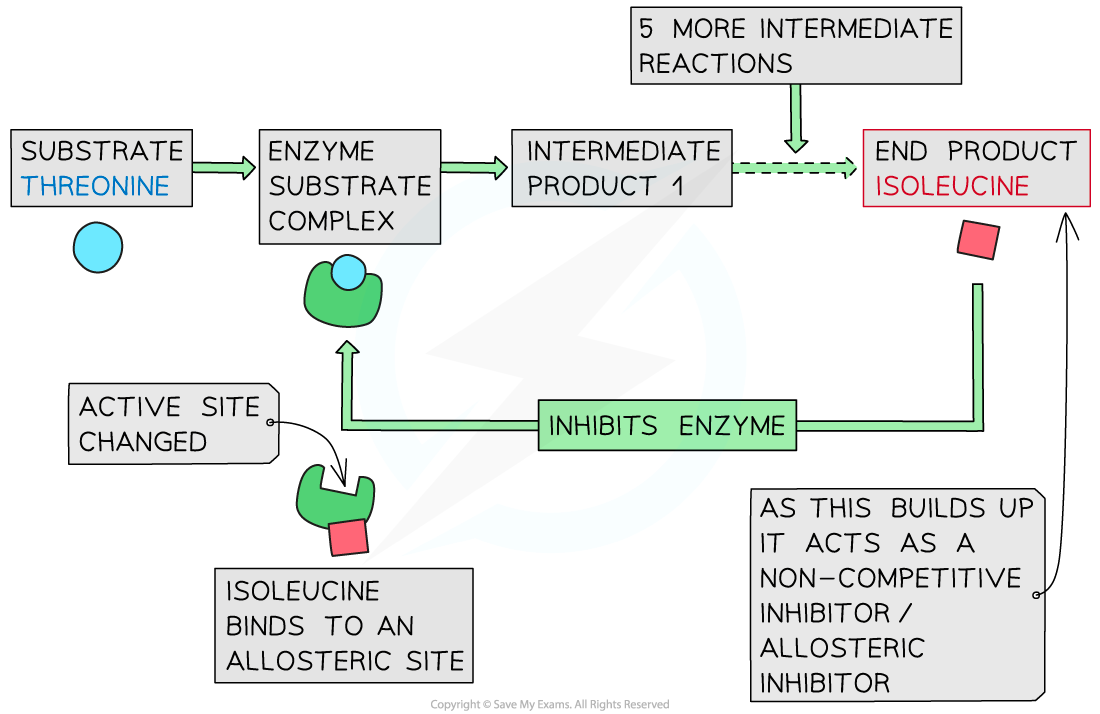 <p>Threonine is an essential amino acid that is converted to the aminoacid isoleucine through enzyme-catalyzed reactions. </p><p>When there is excess isoleucine, it binds to the allosteric site of threonine deaminase (Isoleucine acts as a non-competitive inhibitor of threonine deaminase), which changes its shape. Thus, threonine cannot catalyze the first reaction in the pathway, preventing all subsequent reactions. </p><p>When isoleucine levels drop, it releases threonine, which restarts isoleucine production.</p>