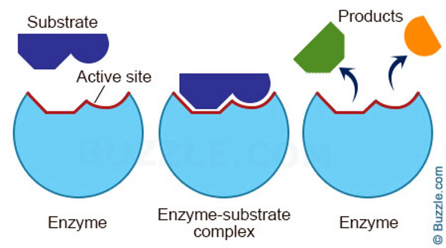 <p>enzymes work exclusively with certain reactant molecules known as substrates; enzymes are "substrate specific"</p><p>- interact with substrate(s) at its active site</p><p>--&gt;&gt; which is compatible with substrate(s) in terms of:</p><p>size, shape, and chemical nature (polar, nonpolar, + or -)</p><p>- when enzyme and substrate bind it creates the "enzyme-substrate complex"</p><p>- causes the enzyme to experience a subtle change in shape known as induced fit</p><p>--&gt;&gt; induced fit applies stress to the substrate(s) (helping to trigger the transition state and making the reaction easier to get started)</p><p>--&gt;&gt; the reaction itself converts any substrates/reactants to products</p><p>--&gt;&gt; enzymes then release the products, return to their original shape, and can bind new substrate(s)</p>