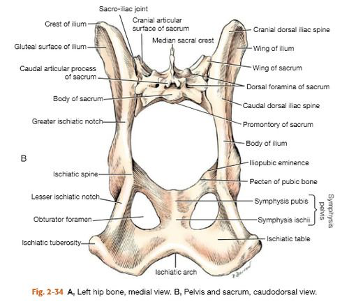 <p>Pelvic Girdle</p><p></p>