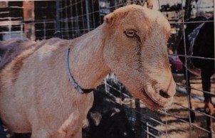 <p>high volume production and high butterfat content in milk. linked to spanish goats brought to california by early settlers. 2 different types of ears (elf ear, or gopher ear). hardy with good temper and typically calm, suitable companion animal.</p>