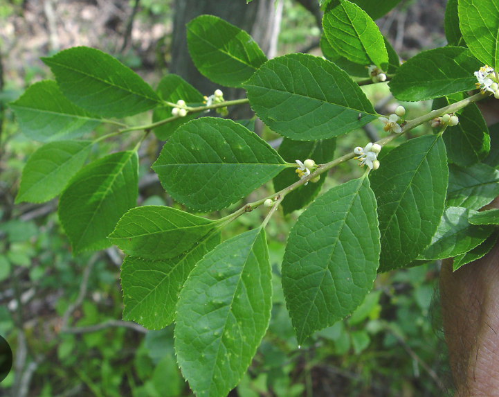 <p><em>Ilex verticillata</em></p>