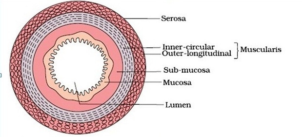 <p>What are the roles of circular and longitudinal muscle in peristalsis?</p>