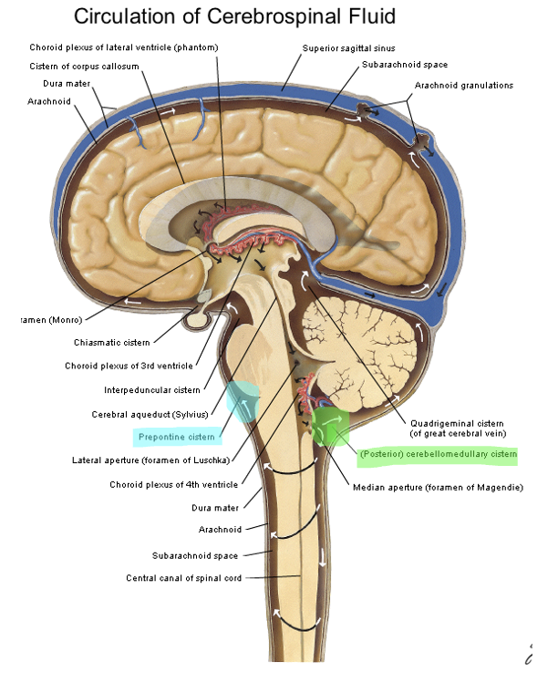 <ul><li><p>cerebellum </p></li><li><p>medulla </p></li><li><p>foramen magnum </p></li><li><p>largest cistern </p></li></ul><p></p>