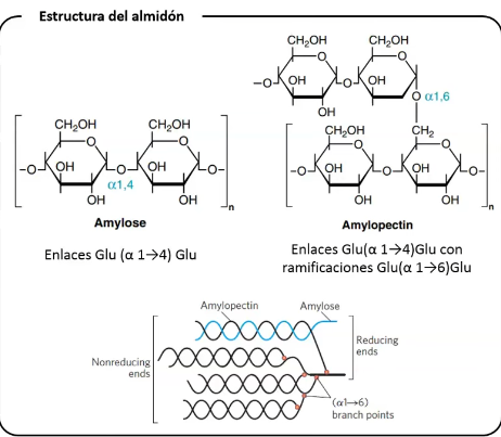 <p>Mayoría de glúcidos son polisacáridos corresponden del <strong>Almidón</strong> (en vegetales son como se almacenan los glúcidos, en animales es el <strong>glucógeno</strong>):</p><p>ALMIDON:</p><ul><li><p>Amilosa polímero lineal de moléculas de glucosa (<strong>α 1→4)</strong></p></li><li><p>Amilopectina ramificado (<strong>α 1→6)</strong></p></li></ul><p></p><p>GLUCÓGENO:</p><p>Similar a la amilopectina, pero más ramificado</p><p></p><p>OLIGOSACARIDOS: (generalmente disacáridos)</p><ul><li><p>Sacarosa: Glucosa + Fructosa (<strong>1α→ β2)</strong></p></li><li><p>Lactosa: Galactosa + Glucosa (<strong>β1→4)</strong></p></li><li><p>Trehalosa: Glucosa + Glucosa (<strong>α1→α1 )</strong></p></li><li><p>Maltosa Glucosa + Glucosa (<strong>α 1→4)</strong></p></li></ul><p></p><p>MONOSACARIDOS</p><ul><li><p>Glucosa y fructosa</p></li></ul><p></p>