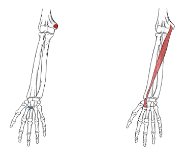 <p>What is the insertion for flexor carpi radialis?</p>
