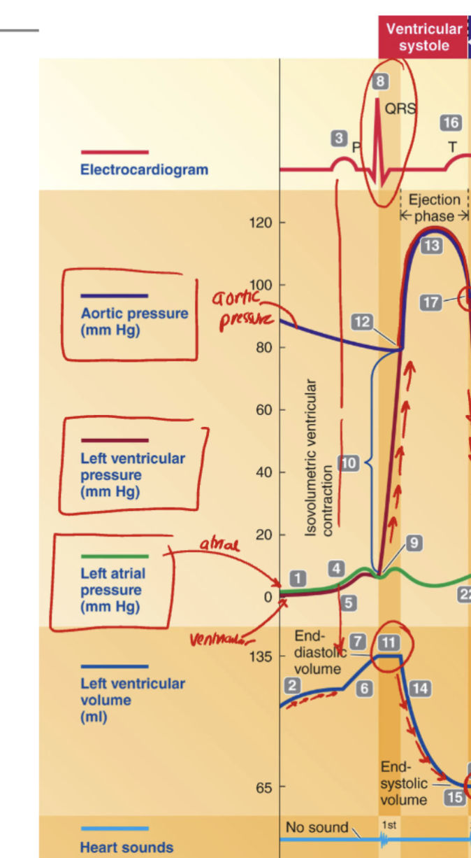 <p><strong>How can we tell that ventricular systole is occurring in the cardiac cycle graph?</strong></p><p>A. The T wave on the EKG marks atrial contraction<br>B. The QRS complex indicates ventricular depolarization and contraction<br>C. The P wave initiates ventricular systole<br>D. The second heart sound signals ventricular filling</p>