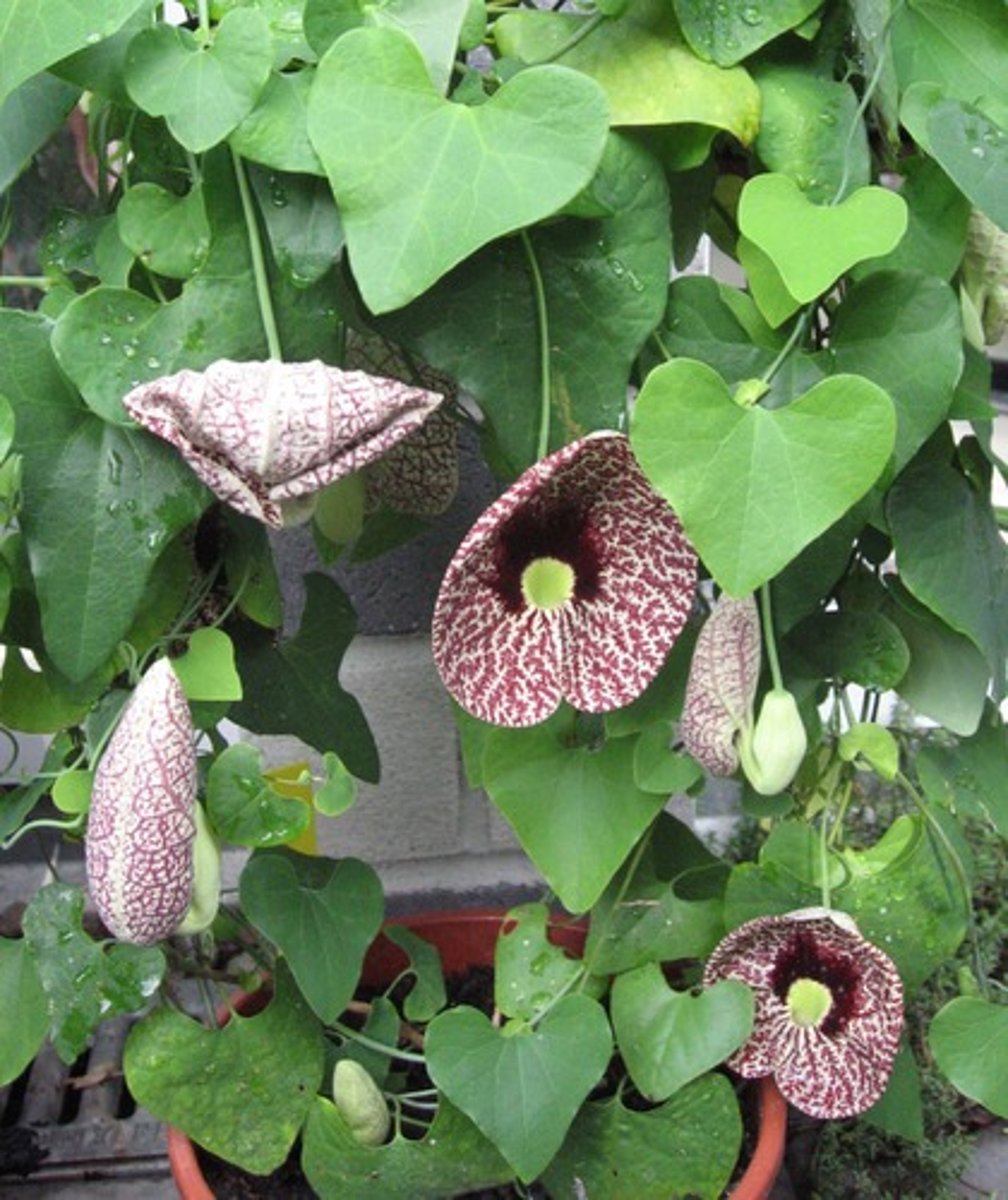 <p>Aristolochia littoralis</p>