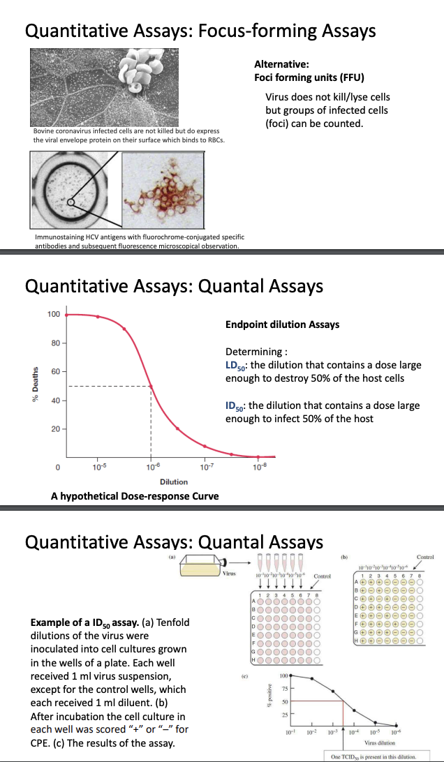 <ul><li><p><strong>Foci-forming units (FFU)</strong></p><ul><li><p><u>Pock marks can be counted</u> as quantitative measure for infected cells</p></li><li><p>Sometimes, <u>viruses don’t lyse/kill host cells</u>, thus a <strong>group of infected cells called foci </strong>may be counted</p></li><li><p>e.g., <strong>Bovine coronavirus-infected cells</strong> express a <u>viral envelope protein</u> that binds to red blood cells</p></li><li><p>To quantify infected cells, u can immunostain virus with <u>specific antibody conjugated to chromophore</u> to count foci</p></li></ul></li><li><p><strong>Quantal assays </strong>(endpoint dilution assays)</p><ul><li><p>Sometimes, you’re not interested in inoculum but in LD50, ID50</p></li><li><p><strong>LD50</strong> = dilution with dose large enough to kill 50% of cells</p></li><li><p><strong>ID50 </strong>= dilution with dose large enough to infect 50% of cells</p></li><li><p><em>Setup = 10-fold dilutions of virus inoculated into cell cultures grown in wells; 1 mL of virus suspension is inoculated into each well; after incubation, wells are marked with ± for CPE</em></p></li><li><p><strong>Dose response curve</strong> = useful for determining dilutions needed to kill/infect a certain % of cells</p><ul><li><p><strong>Y = % of dead/infected cells</strong></p></li><li><p><strong>X = dilutions of virus suspension</strong></p></li></ul></li></ul></li></ul><p></p>